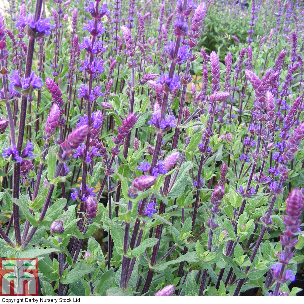 Salvia nemorosa 'Caradonna' Price Comparisons | Compare The Build