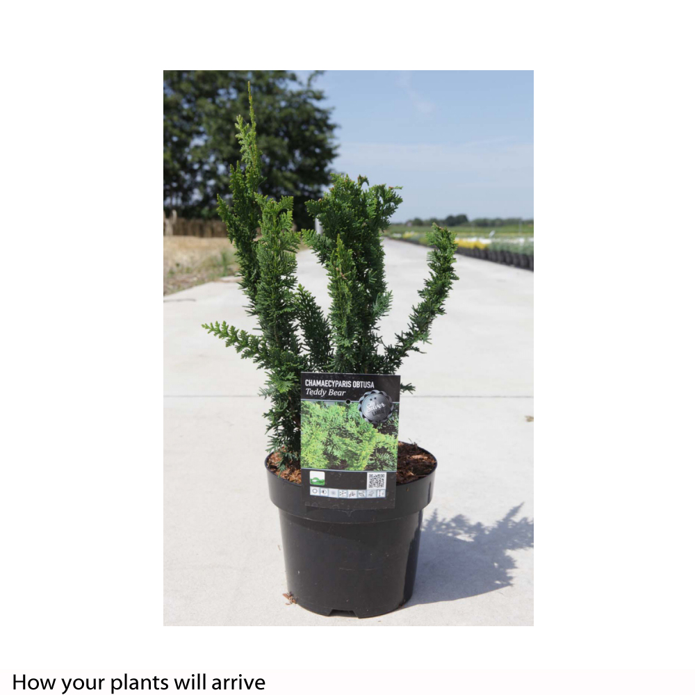 Chamaecyparis pisifera 'Teddy Bear' Price Comparisons | Compare The Build