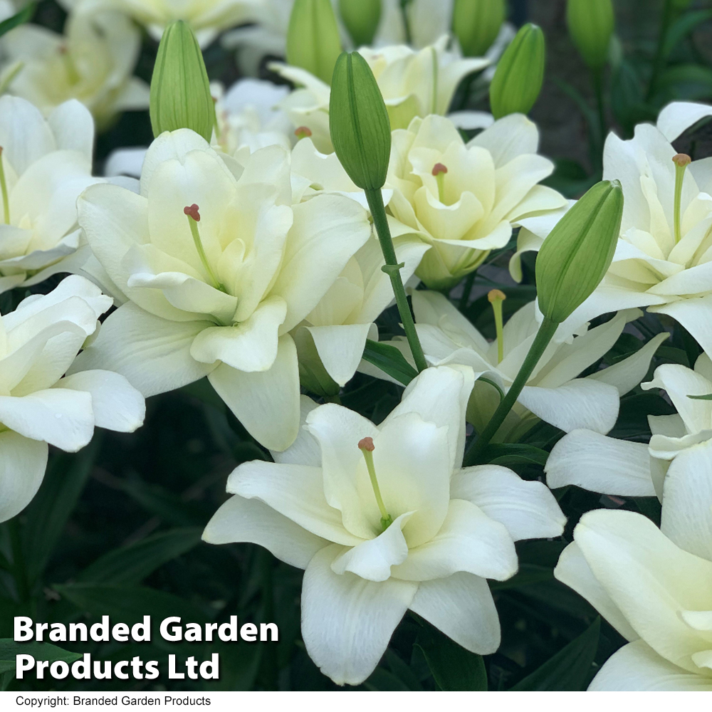 Lily (Pollen Free) 'Belvedere' Price Comparisons | Compare The Build