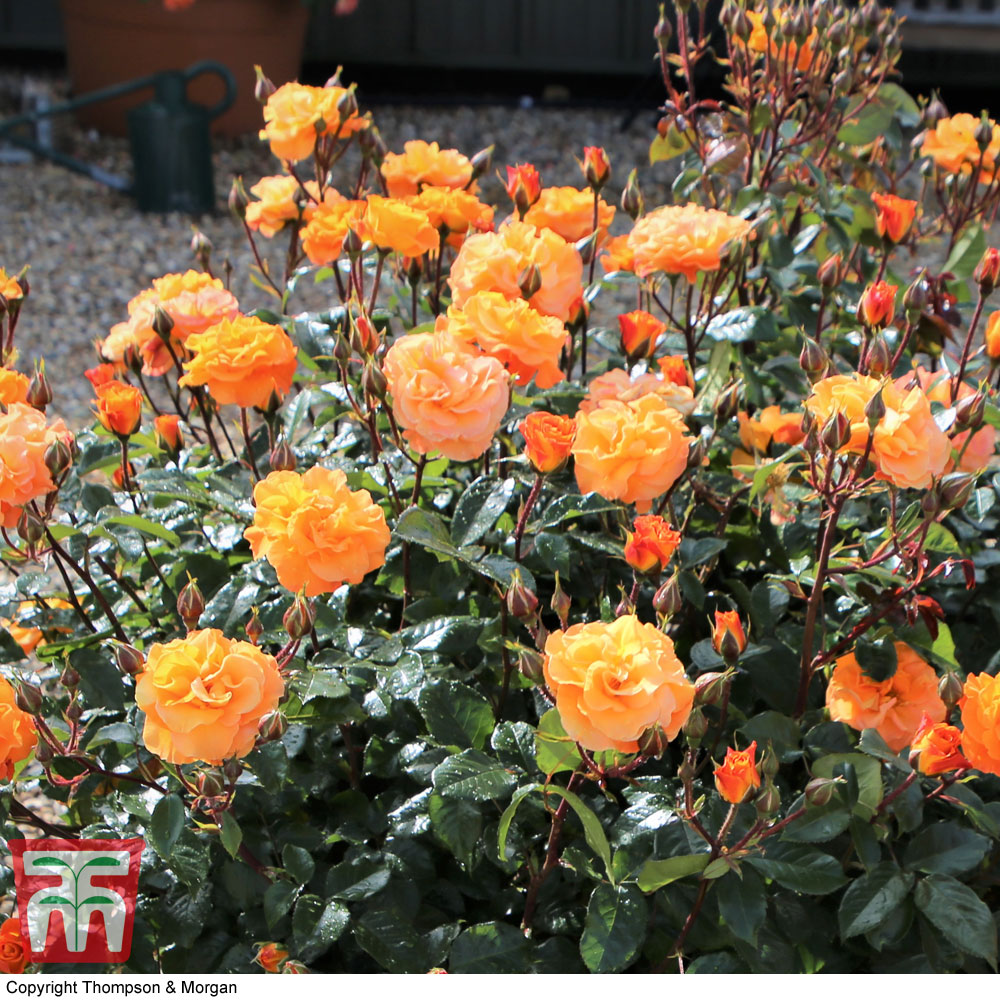 Rose 'Precious Amber' (Floribunda Rose) Price Comparisons | Compare The Build