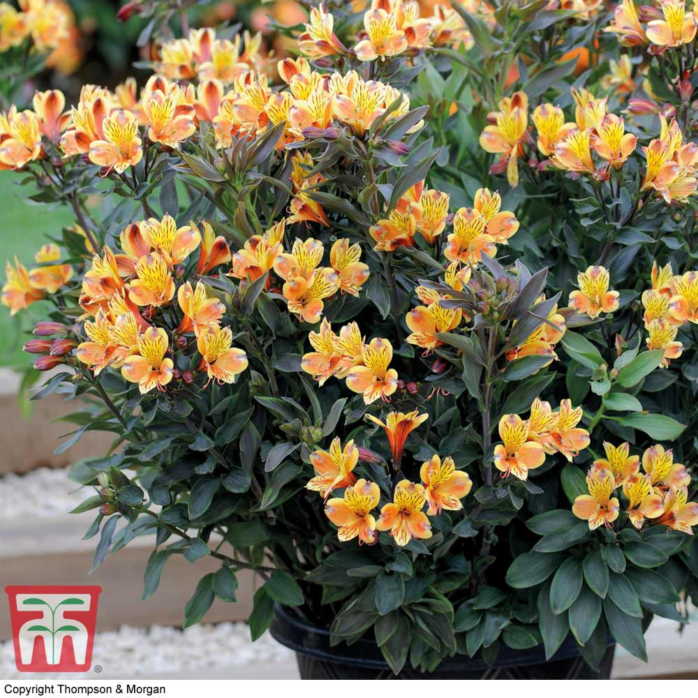 Alstroemeria 'Summer Breeze' Price Comparisons | Compare The Build