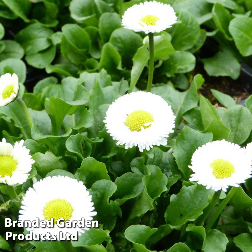 Bellis perennis 'White' Price Comparisons | Compare The Build