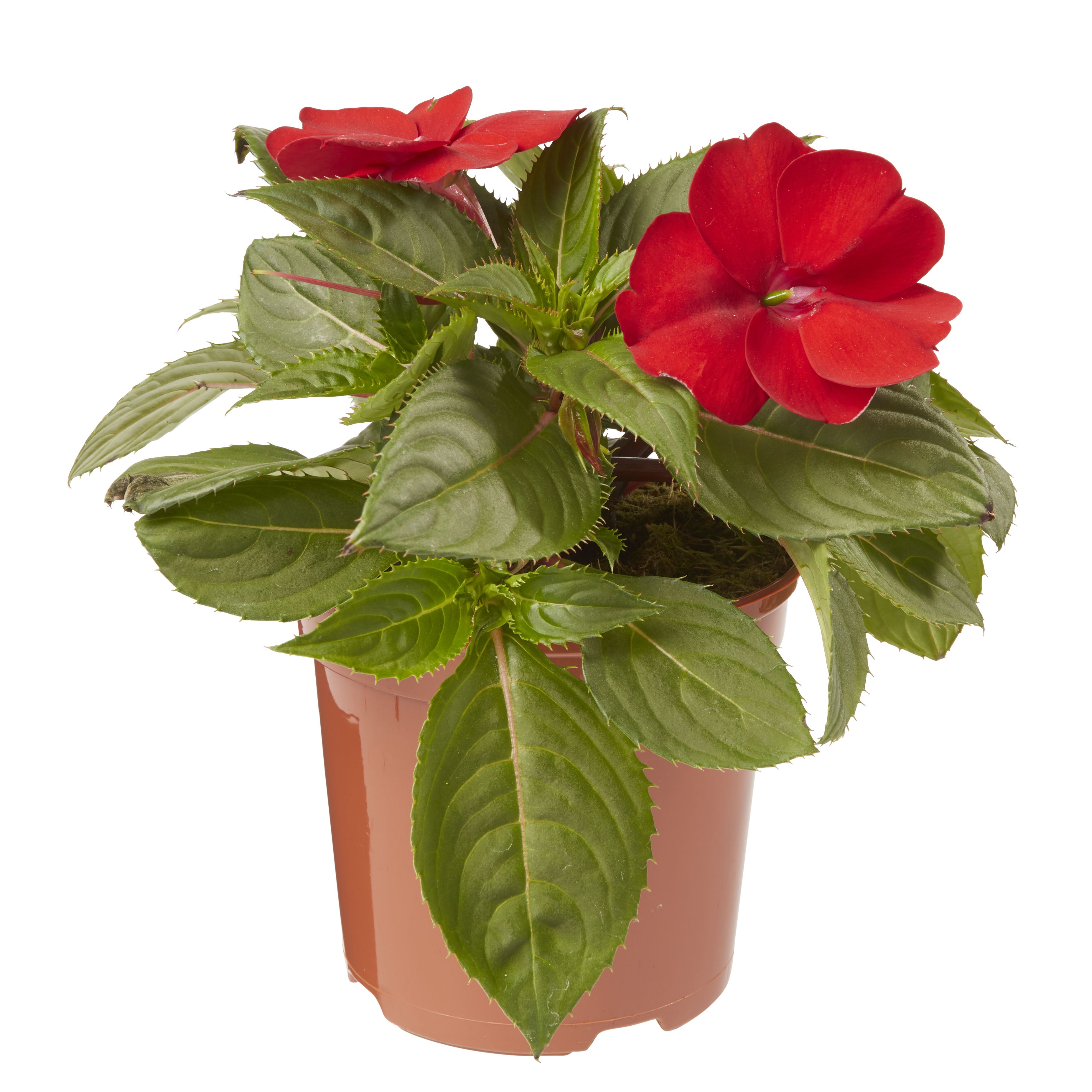 Verve New Guinea Impatiens Red Summer Bedding Plant, Pack Of 4 Price Comparisons | Compare The Build