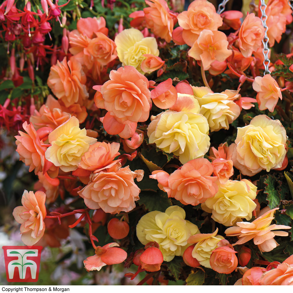 Begonia 'Fragrant Falls' Duo Price Comparisons | Compare The Build