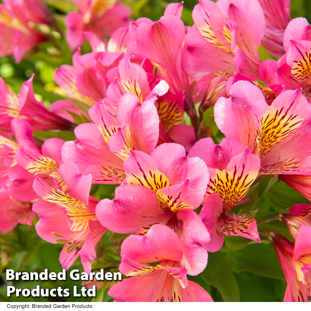 Alstroemeria 'Summer Rose' Price Comparisons | Compare The Build