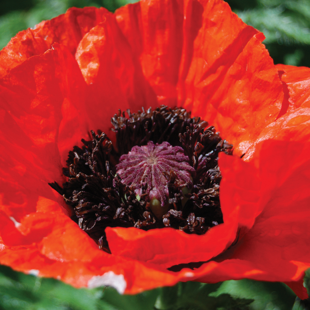 Poppy 'Beauty of Livermere' Price Comparisons | Compare The Build
