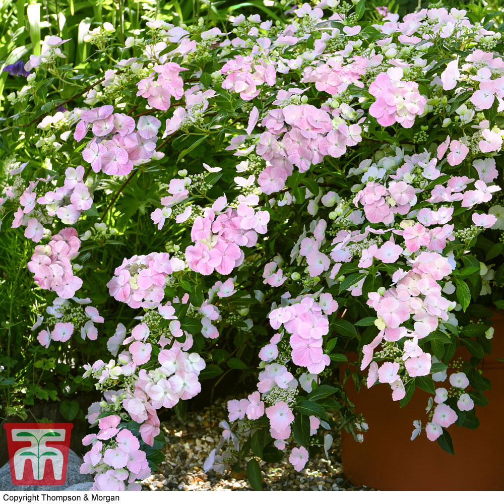 Hydrangea 'French Bolero' Price Comparisons | Compare The Build