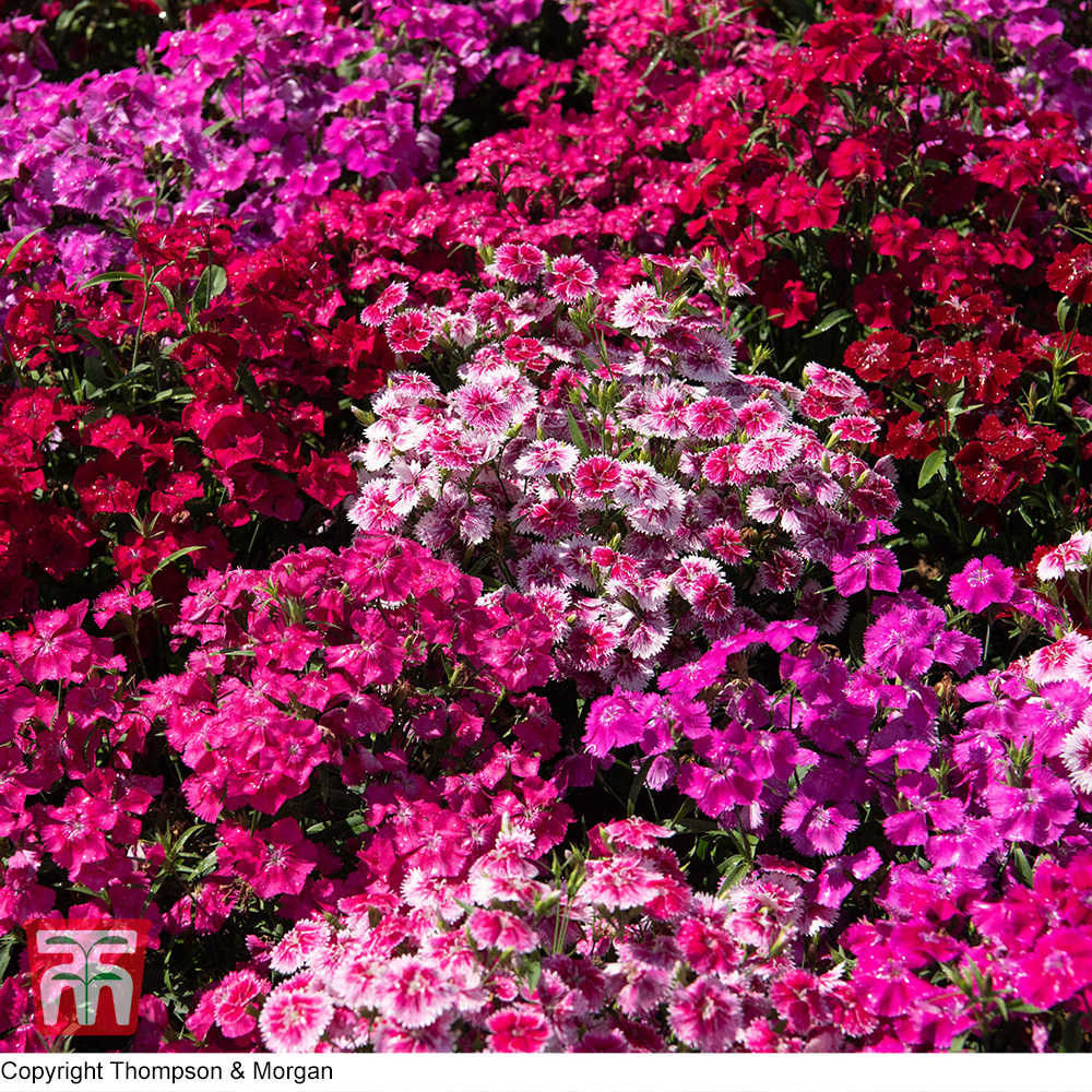 Dianthus 'Festival Mixed' (Garden Ready) Price Comparisons | Compare The Build