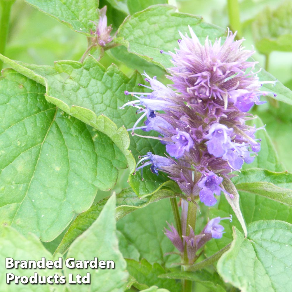 Agastache rugosa Price Comparisons | Compare The Build