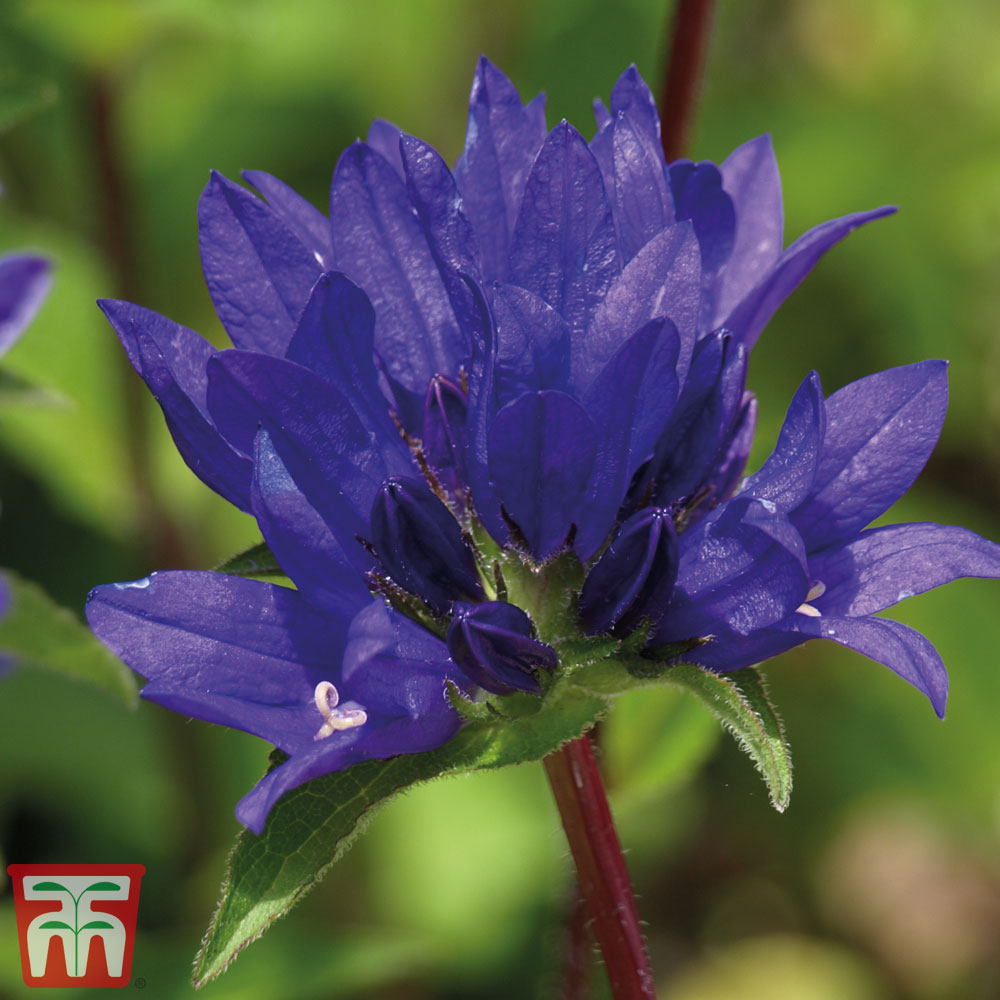 Campanula glomerata 'Superba' Price Comparisons | Compare The Build