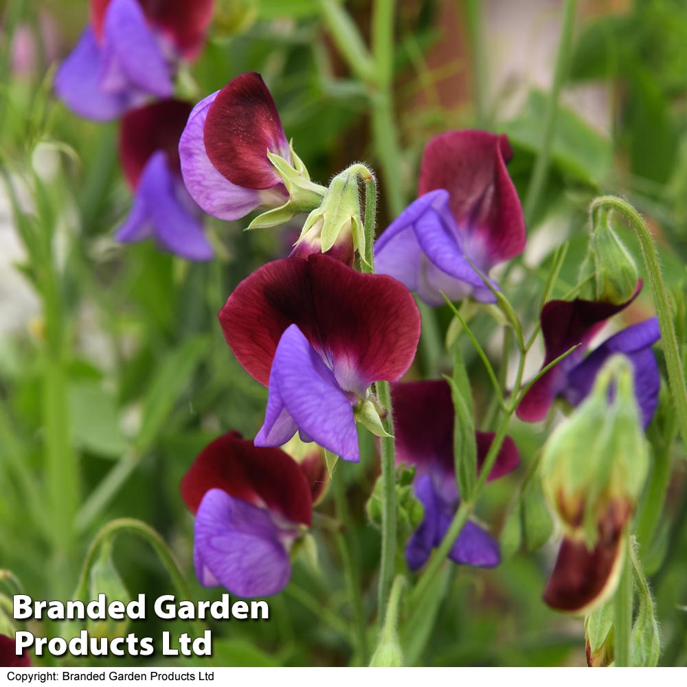 Sweet Pea 'Matucana' Price Comparisons | Compare The Build