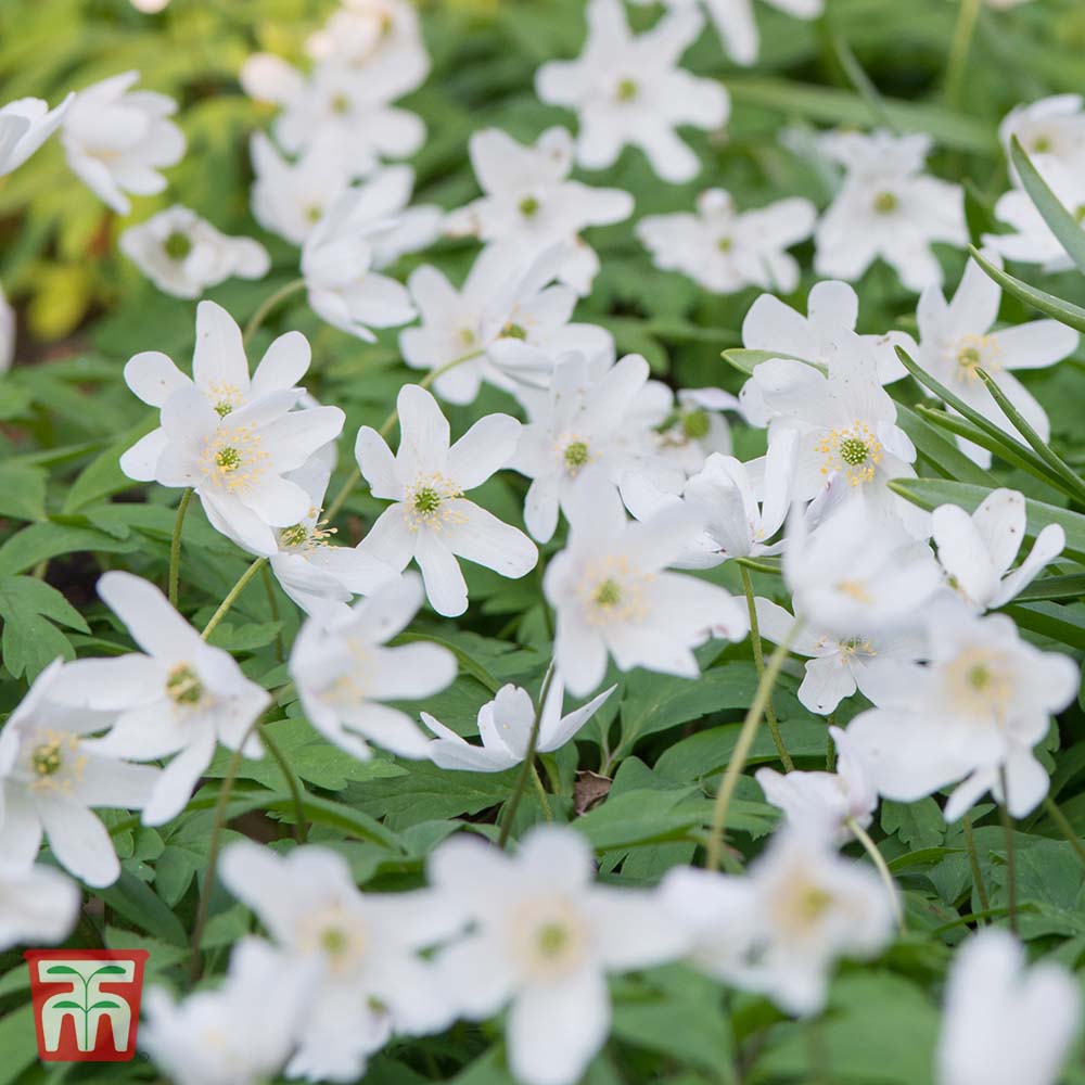 Anemone nemorosa Price Comparisons | Compare The Build