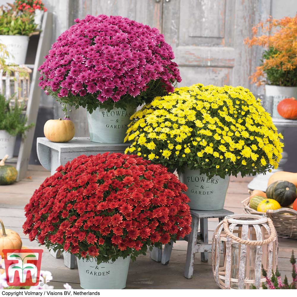 Chrysanthemum 'Hardy Patio Improved' Price Comparisons | Compare The Build