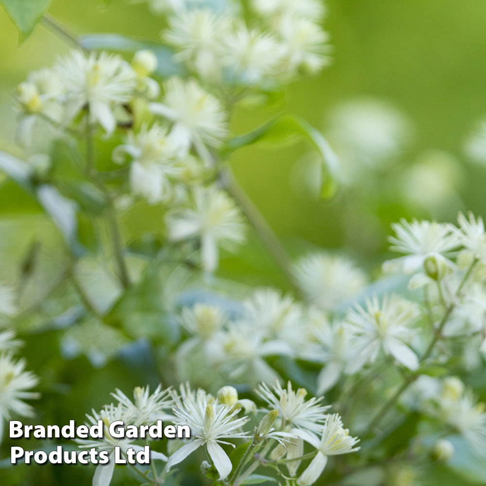 Clematis Vitalba Price Comparisons | Compare The Build