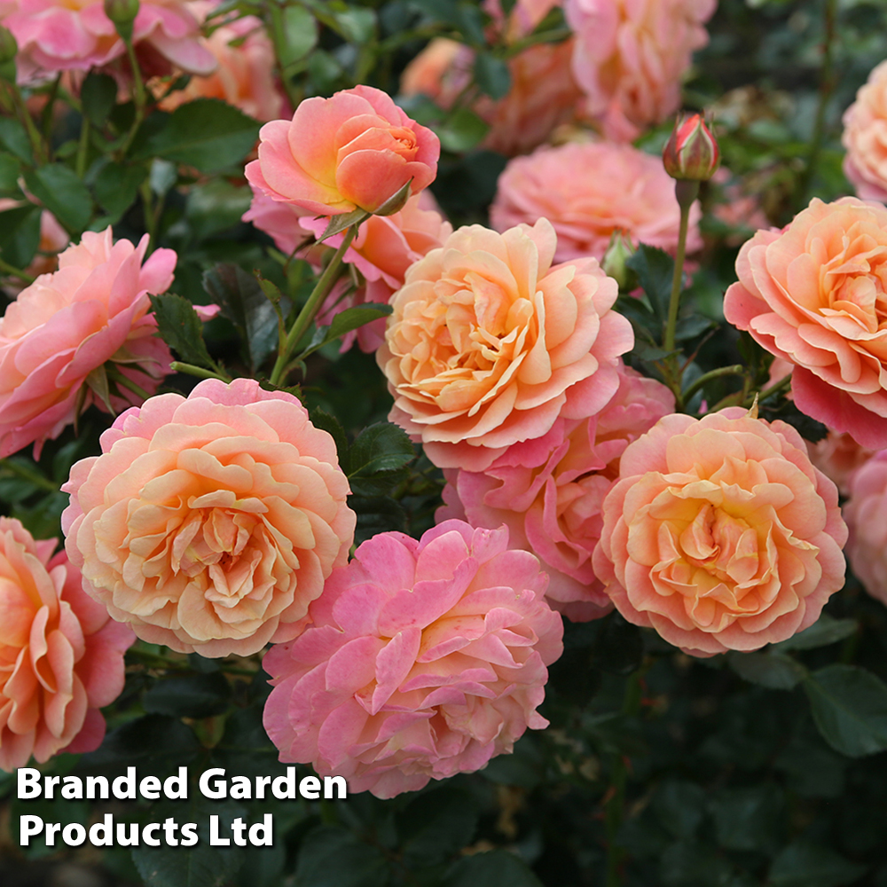 Rose 'Peach Melba' (Climbing) Price Comparisons | Compare The Build