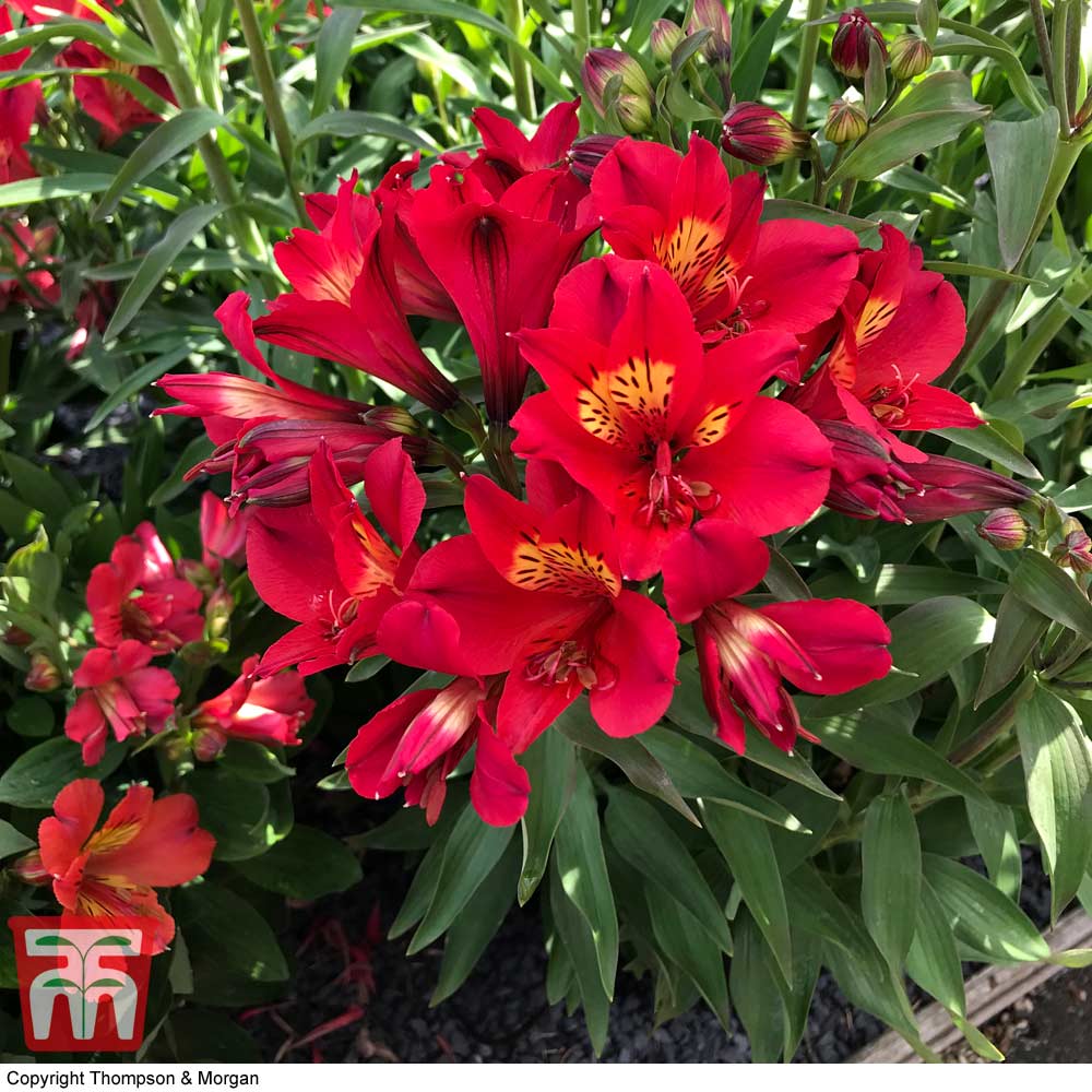 Alstroemeria 'Summer Lovely' Price Comparisons | Compare The Build