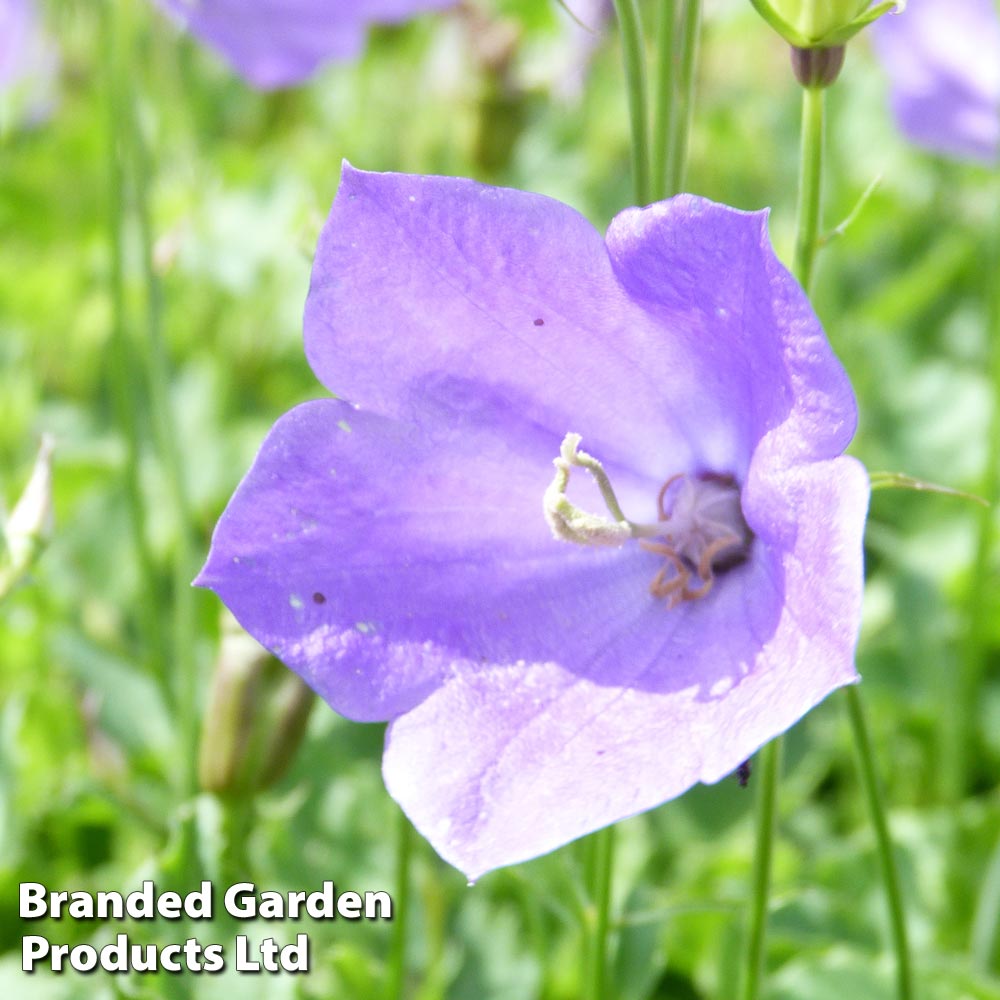 Campanula carpatica 'Blue' Price Comparisons | Compare The Build