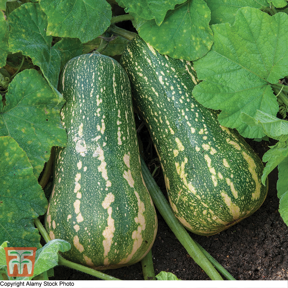Squash 'Barbara Butternut' F1 Hybrid (Winter) - Seeds Price Comparisons | Compare The Build