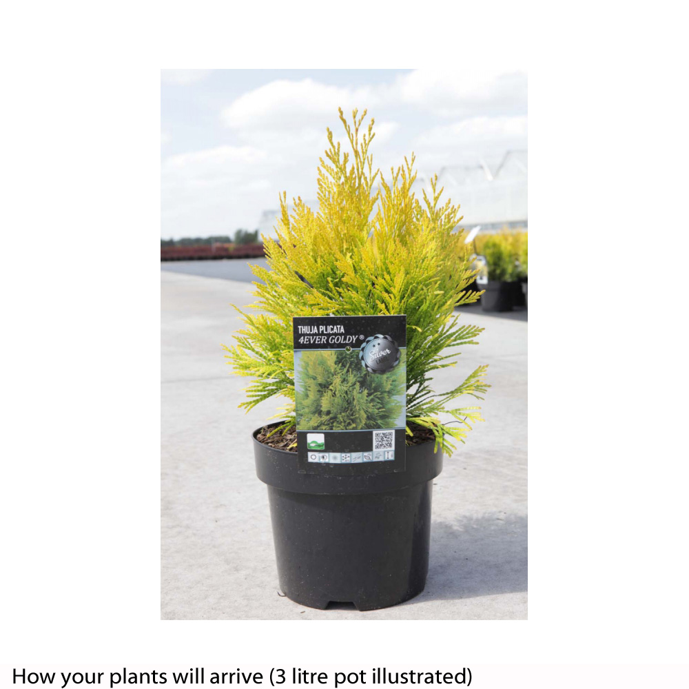 Thuja plicata '4Ever Goldy' Price Comparisons | Compare The Build