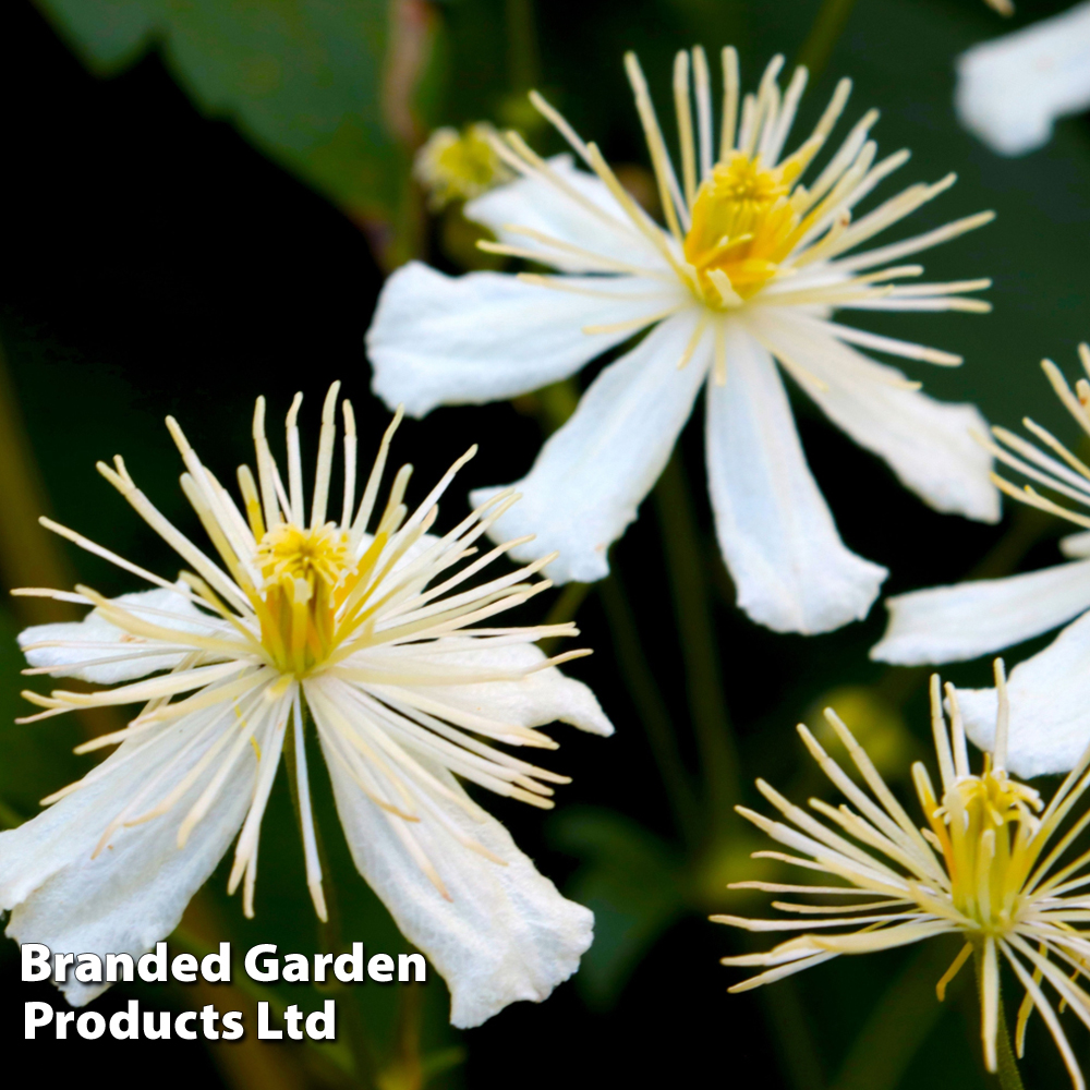 Clematis 'Paul Farges' Price Comparisons | Compare The Build