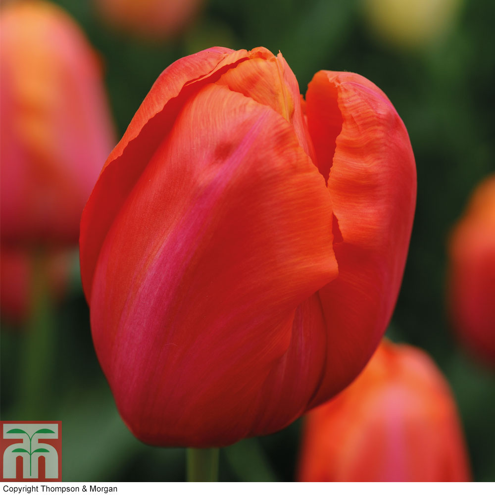 Tulip 'Avignon' Price Comparisons | Compare The Build