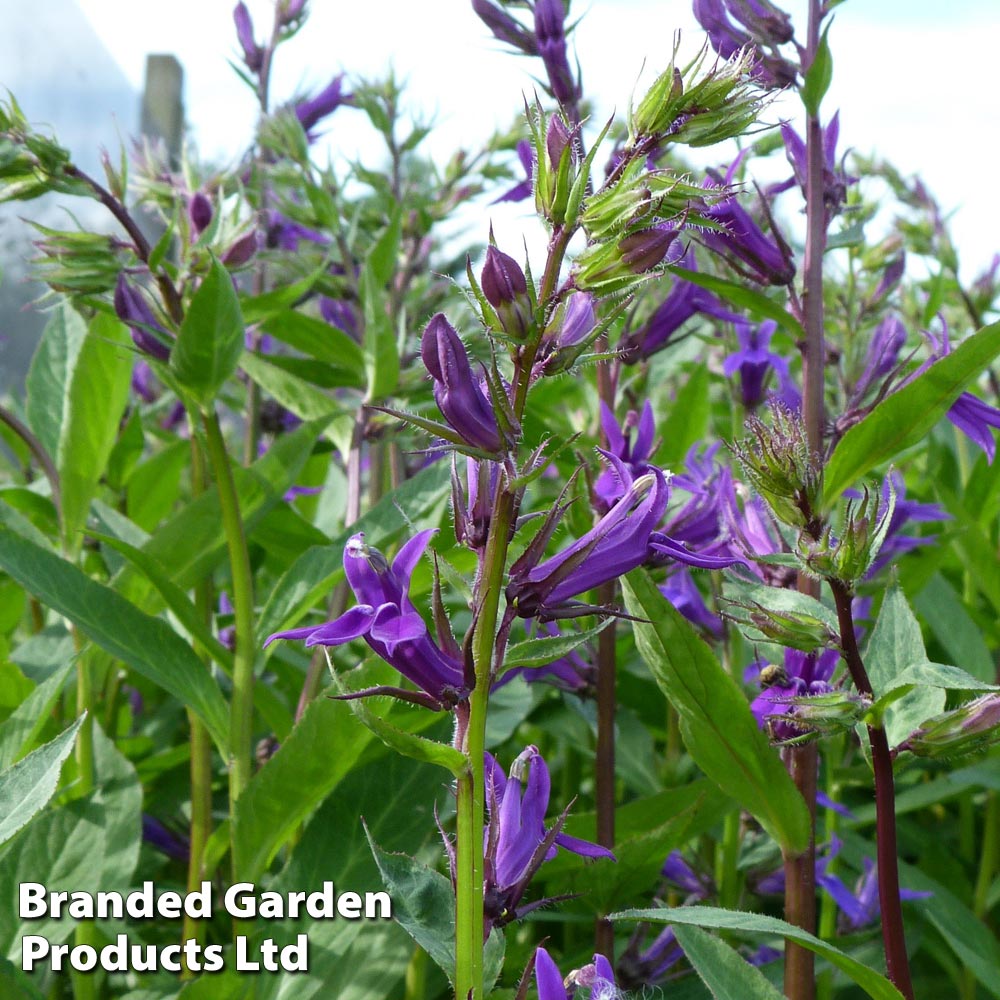 Lobelia Vedrariensis Price Comparisons | Compare The Build