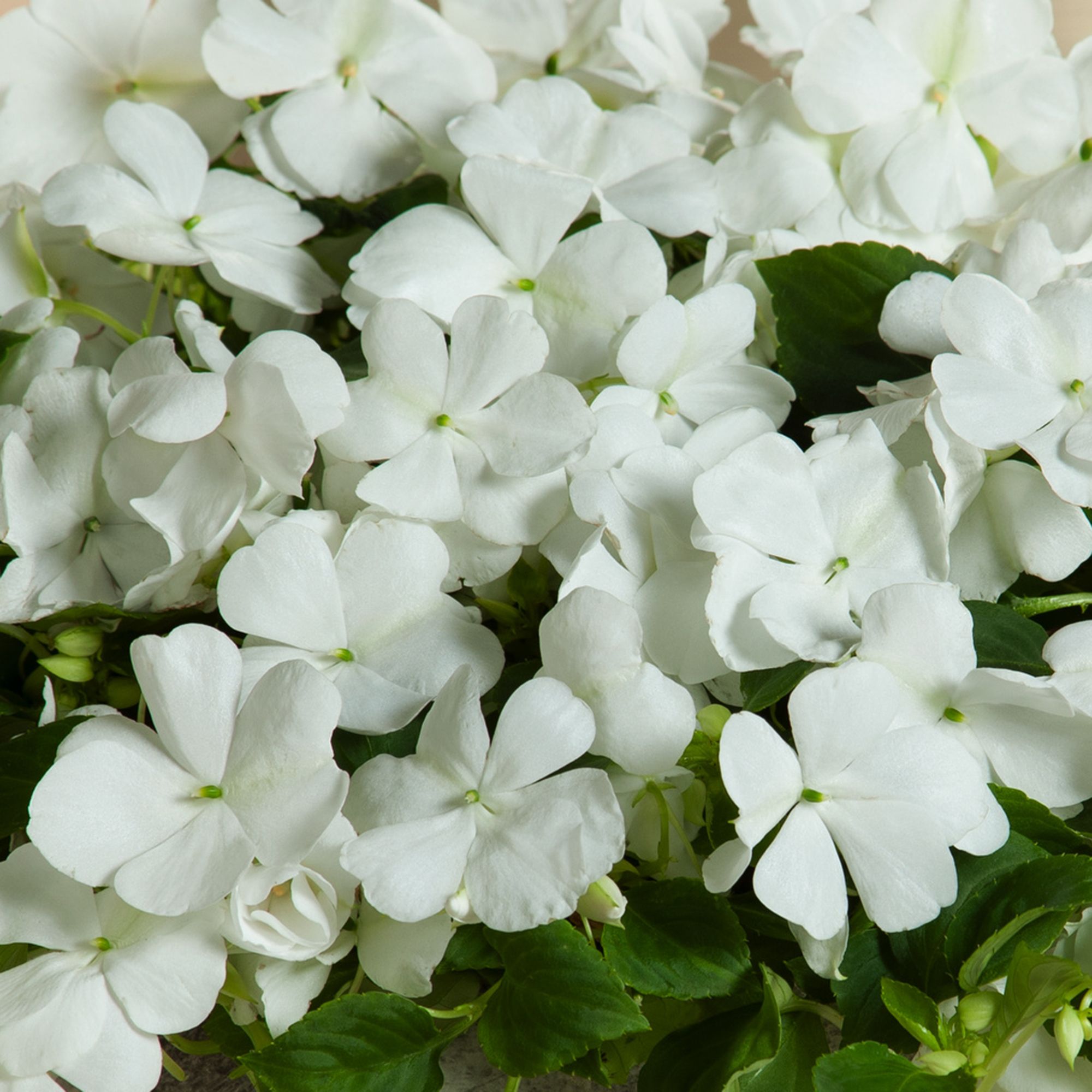 Verve Bizzie Lizzie White Summer Bedding Plant 17Cm, Pack Of 2 Price Comparisons | Compare The Build