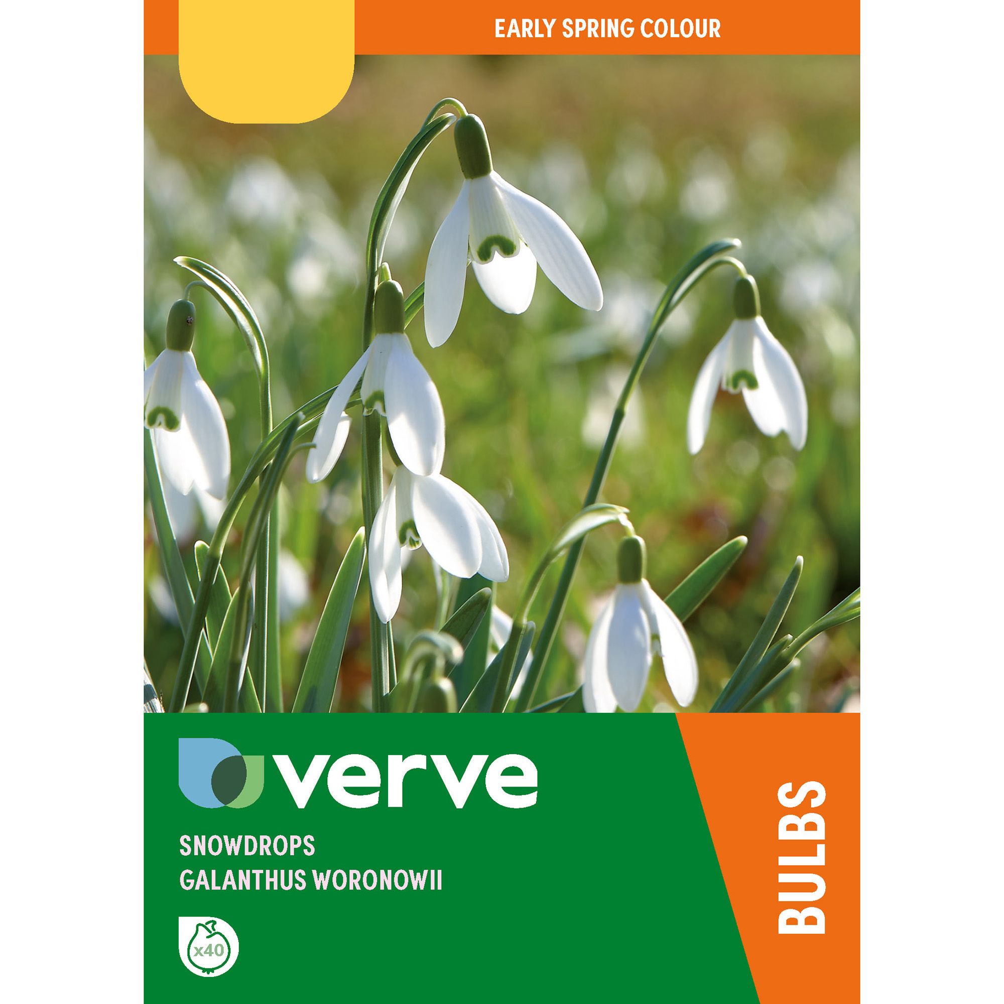 Verve Snowdrops Flower Bulb, Pack Of 40 Price Comparisons | Compare The Build