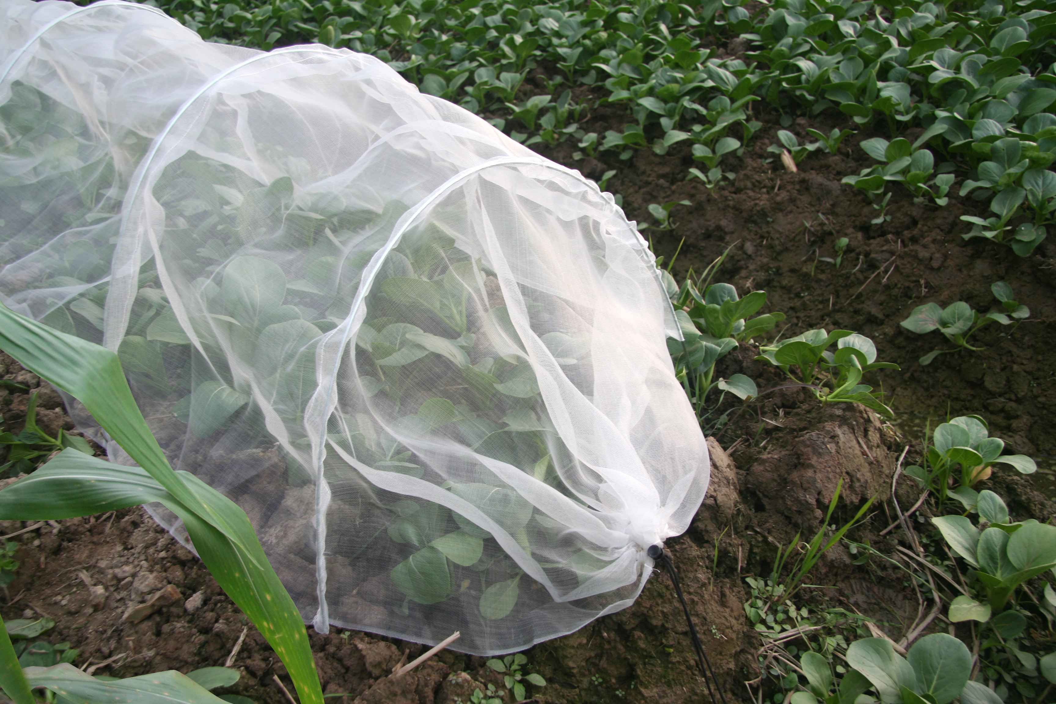 Plastic Net Tunnel Grow Cover (L)3000mm (W)500mm Of 1 Price Comparisons | Compare The Build