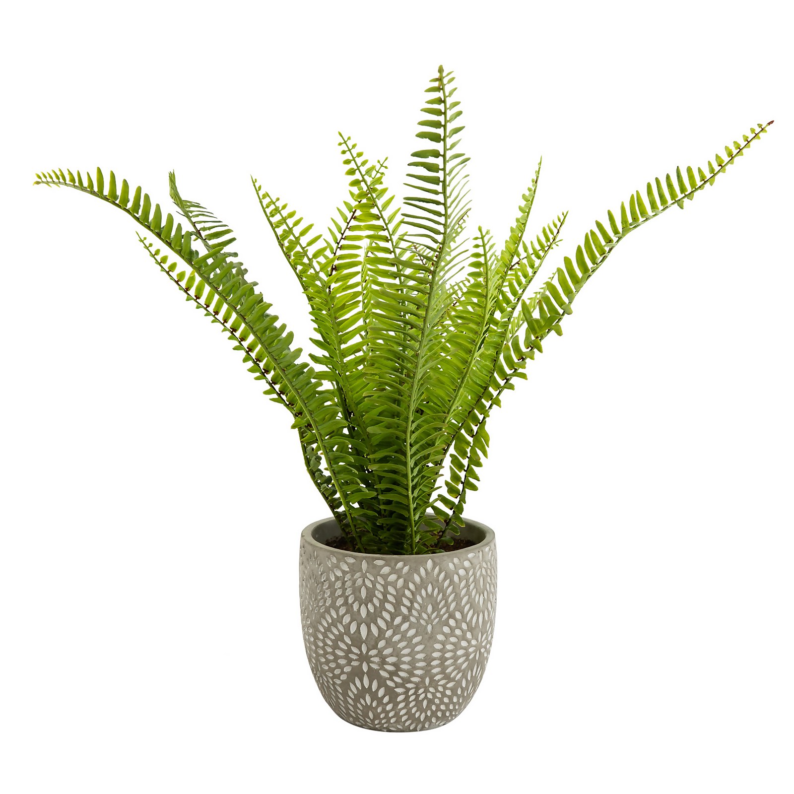 Maidenhair Fern in Ceramic Pot Price Comparisons | Compare The Build