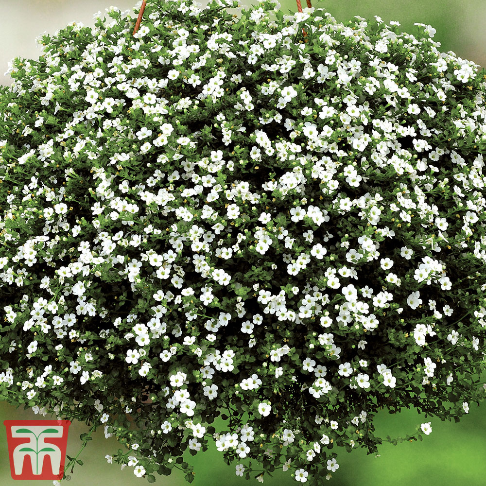 Bacopa 'Baristo&reg; Snowflake' Price Comparisons | Compare The Build