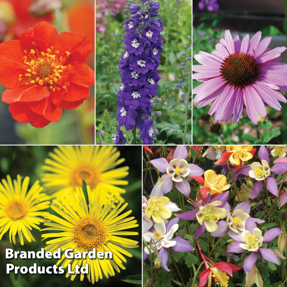 Nurserymans Choice Perennial Mix 36 Plugs + 5 seeds Price Comparisons | Compare The Build