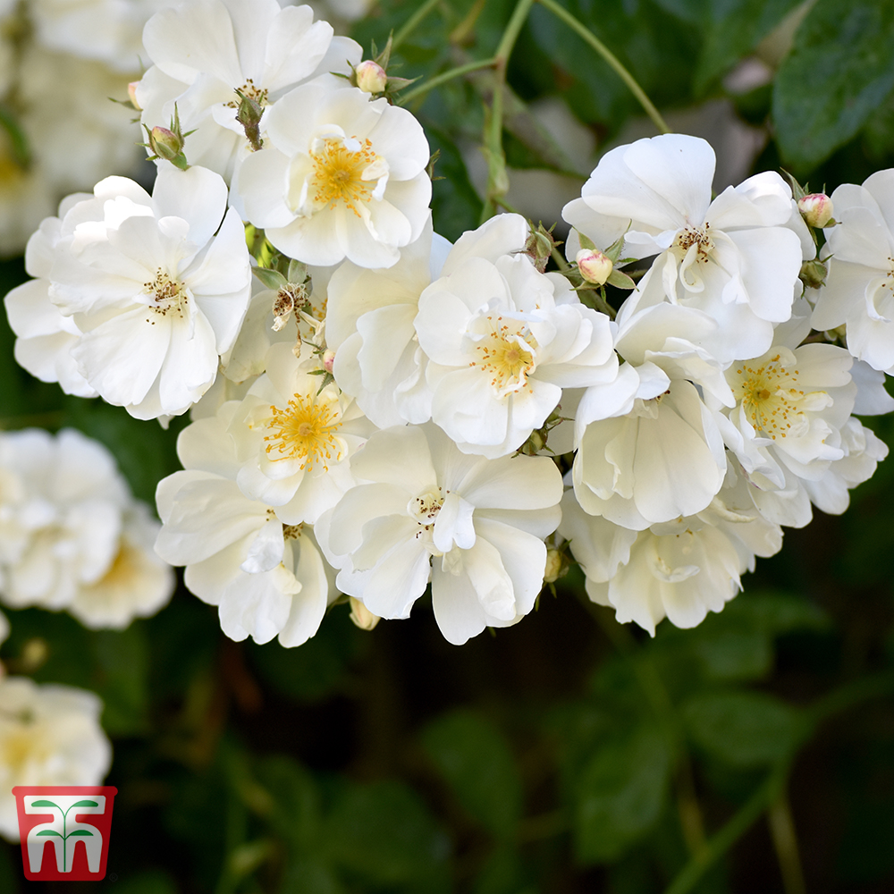 Rose 'Bobbie James' (Rambling Rose) Price Comparisons | Compare The Build