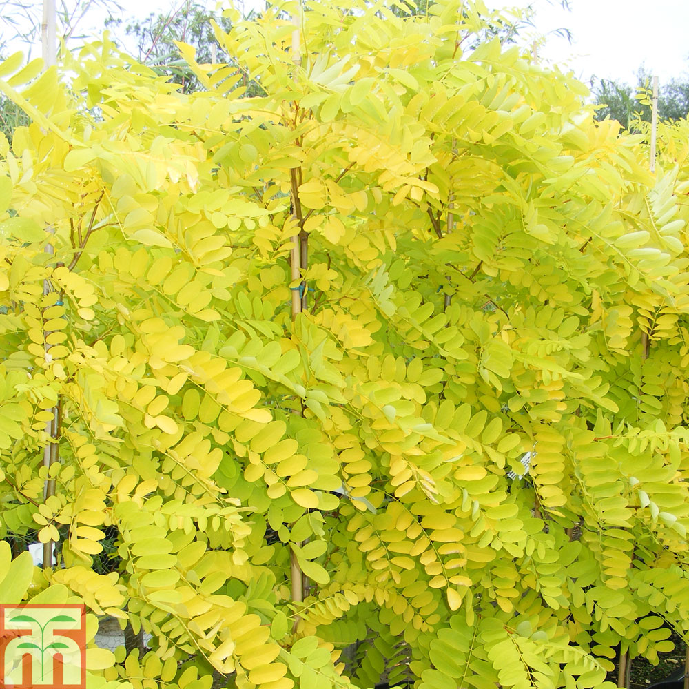 Robinia pseudoacacia 'Frisia' | Compare The Build