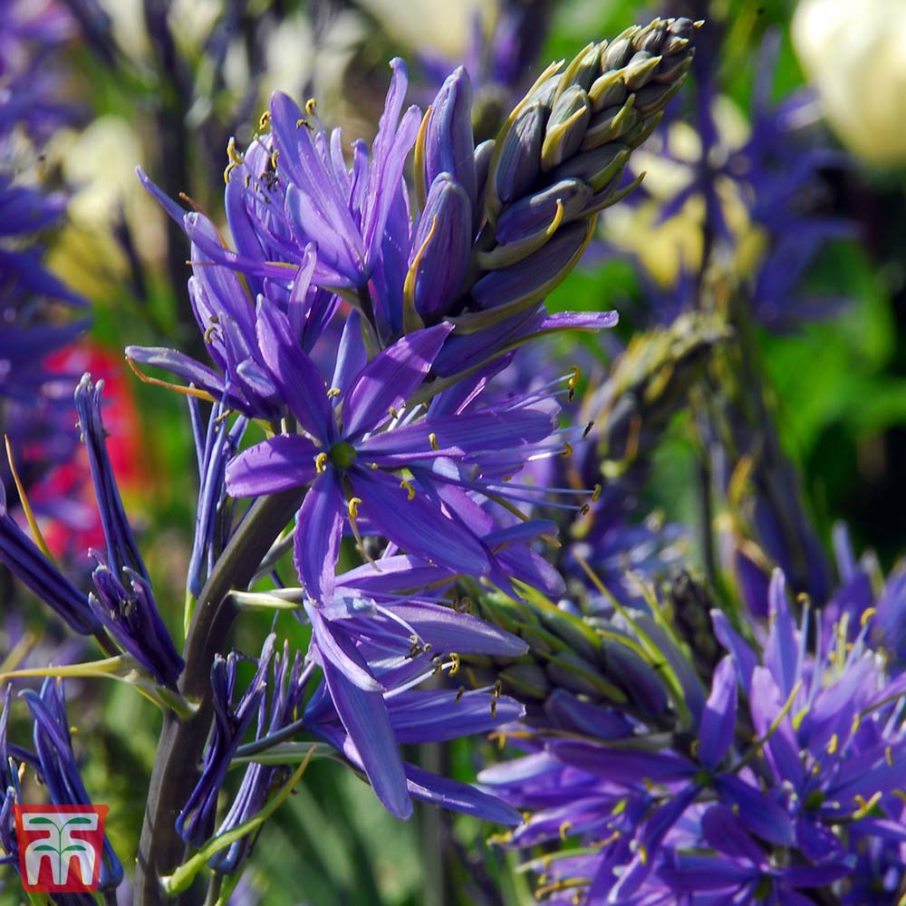 Camassia leichtlinii subsp. suksdorfii Caerulea Group Price Comparisons | Compare The Build