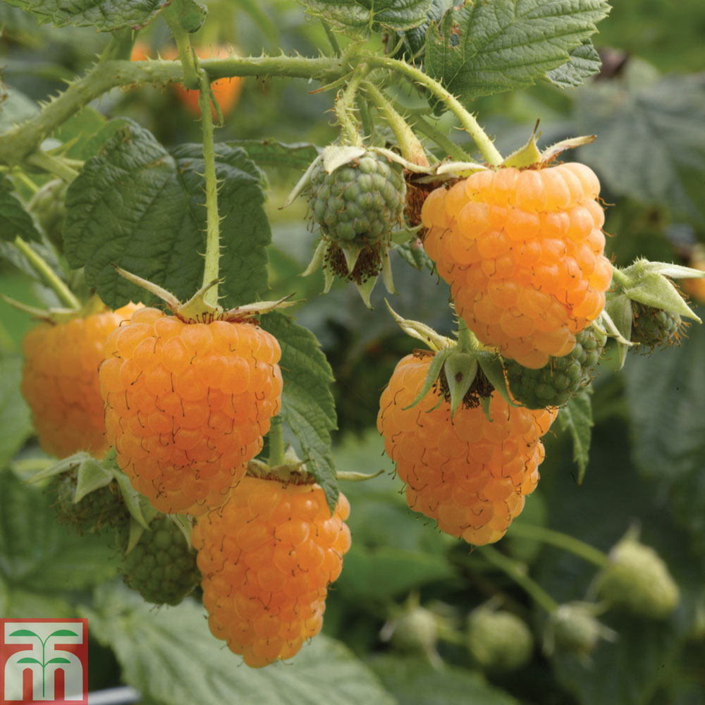 Raspberry 'All Gold' (Autumn fruiting) Price Comparisons | Compare The Build