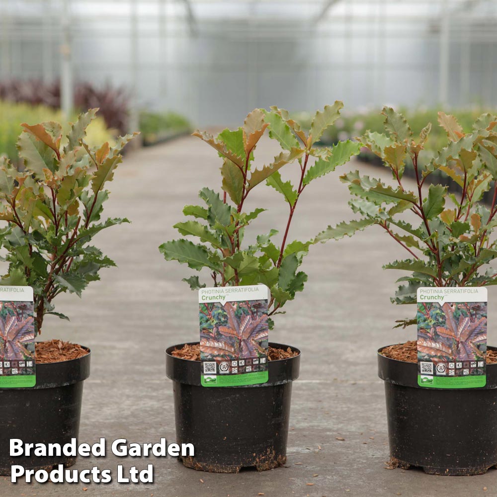 Photinia serratifolia 'Crunchy' Price Comparisons | Compare The Build
