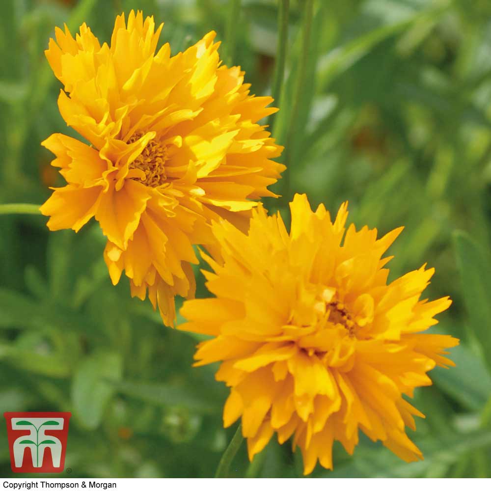 Coreopsis 'Golden Joy' Price Comparisons | Compare The Build