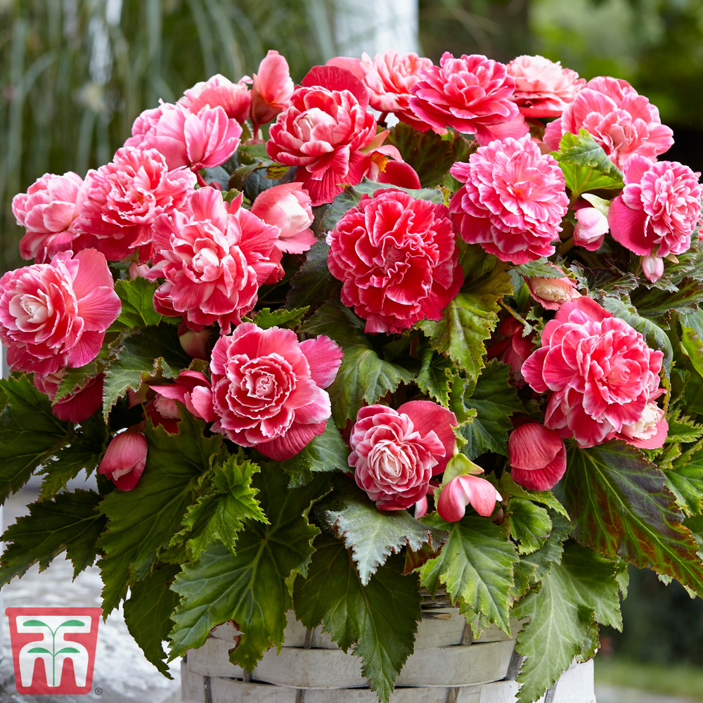 Begonia x tuberhybrida 'Camelia' Price Comparisons | Compare The Build