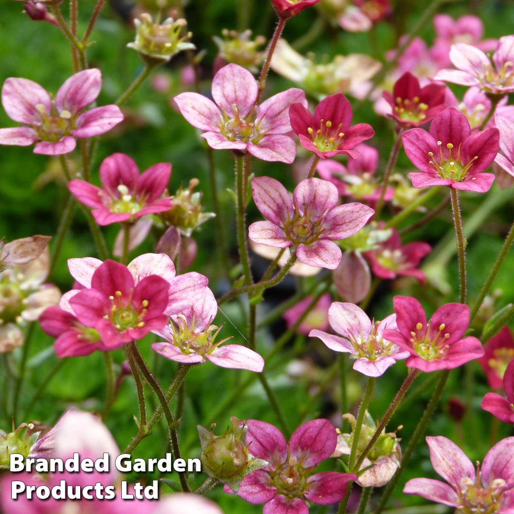 Saxifraga arendsii 'Mossy Purple' Price Comparisons | Compare The Build