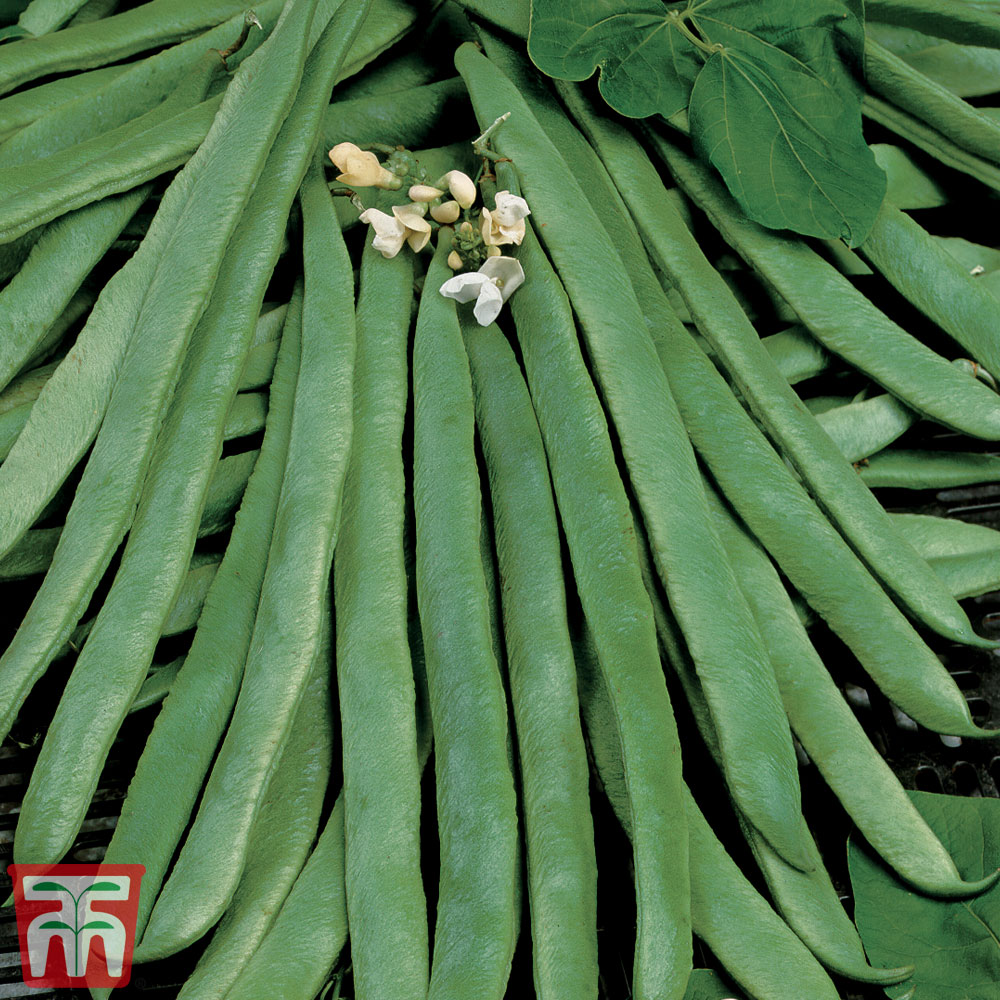 Runner Bean 'White Emergo' - Organic Seeds Price Comparisons | Compare The Build
