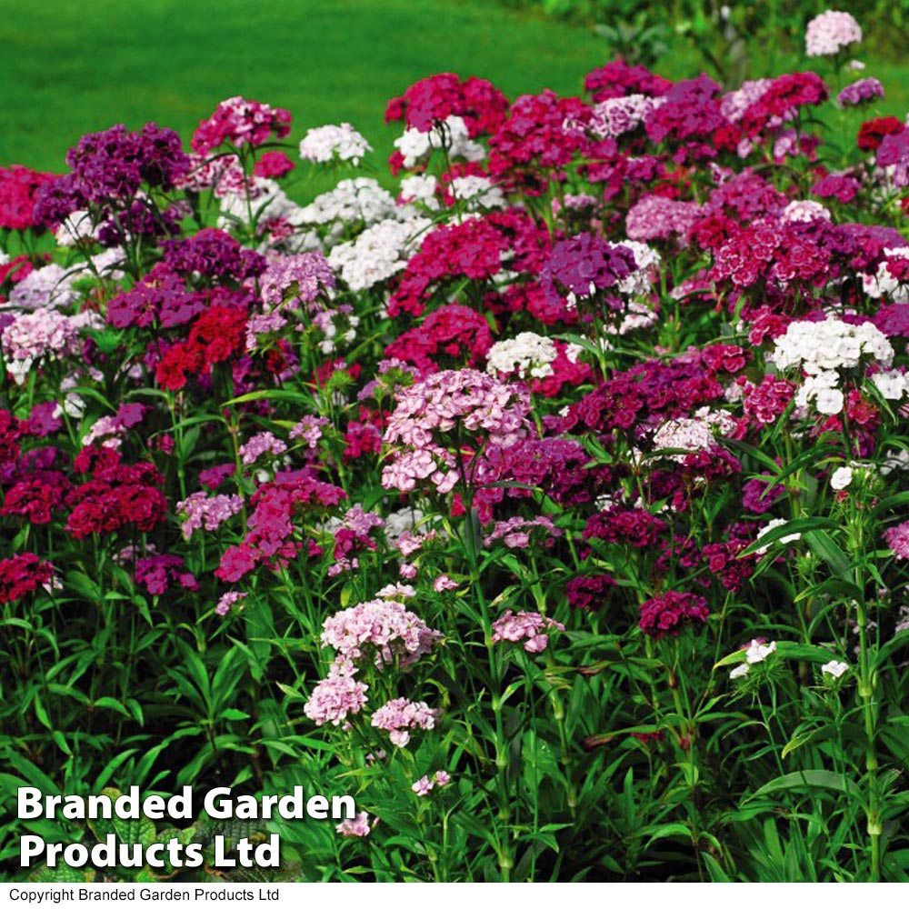 Sweet William 'Mixed' Price Comparisons | Compare The Build