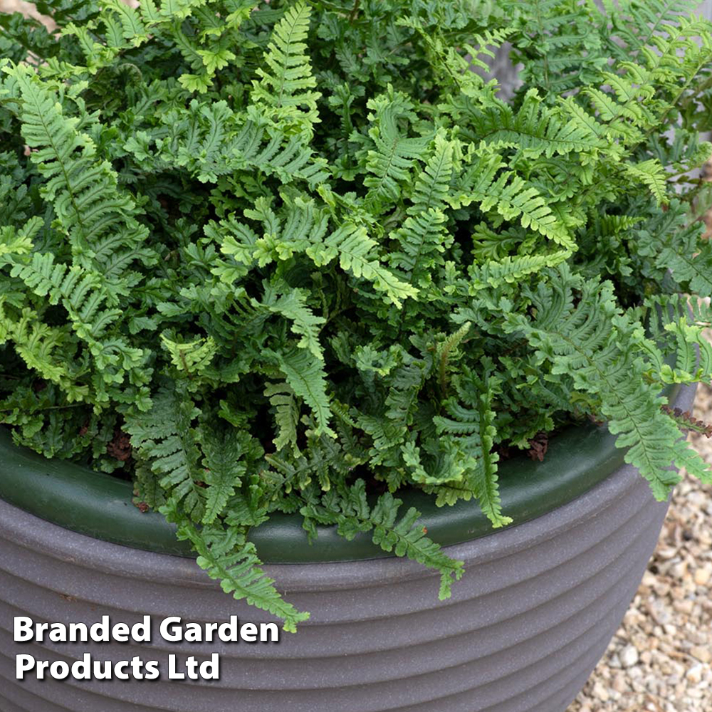 Dryopteris affinis 'Cristata' Price Comparisons | Compare The Build