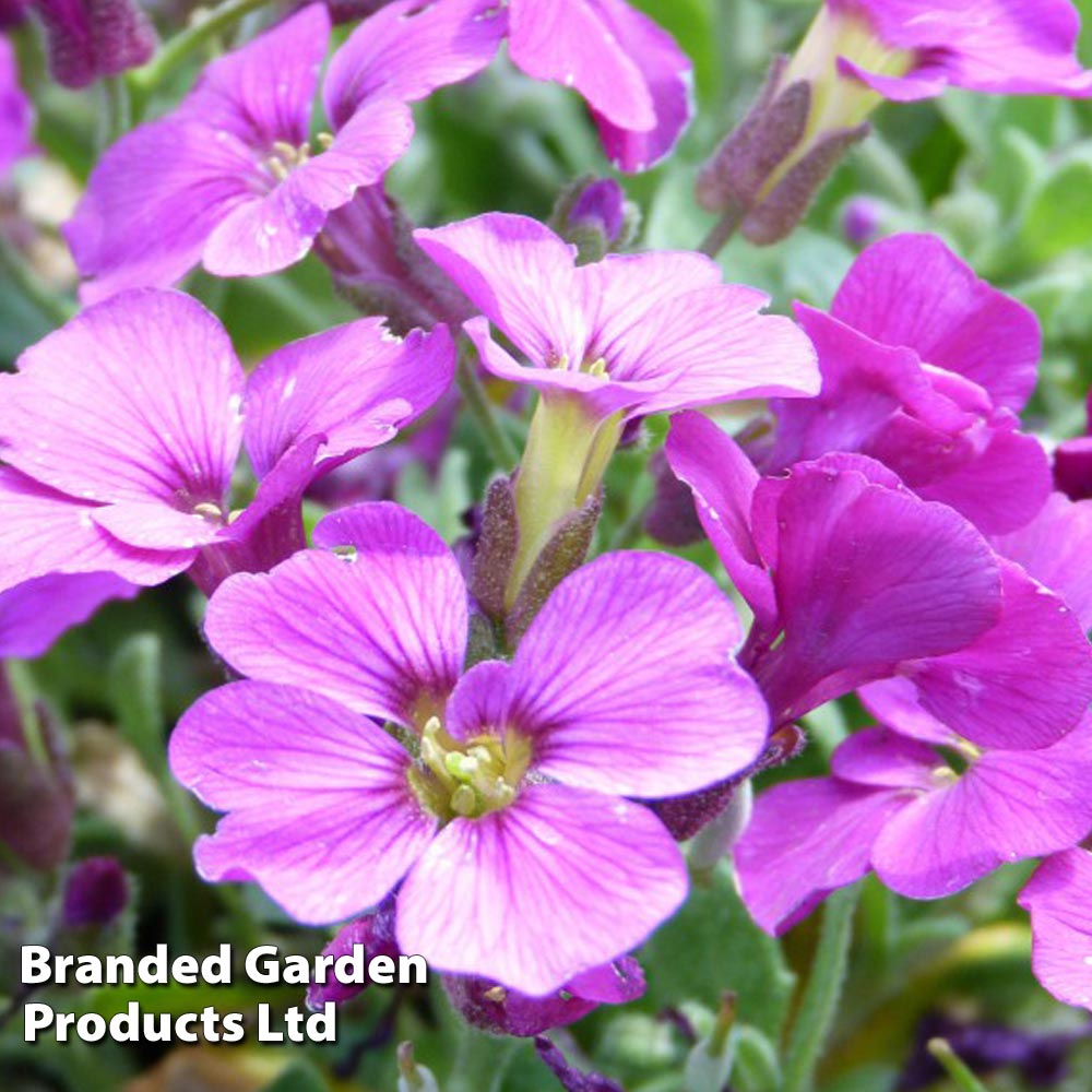 Aubretia gracilis 'Kitte Rose Red' Price Comparisons | Compare The Build