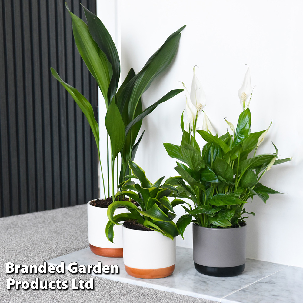 Almost Unkillable Houseplant Collection Price Comparisons | Compare The Build