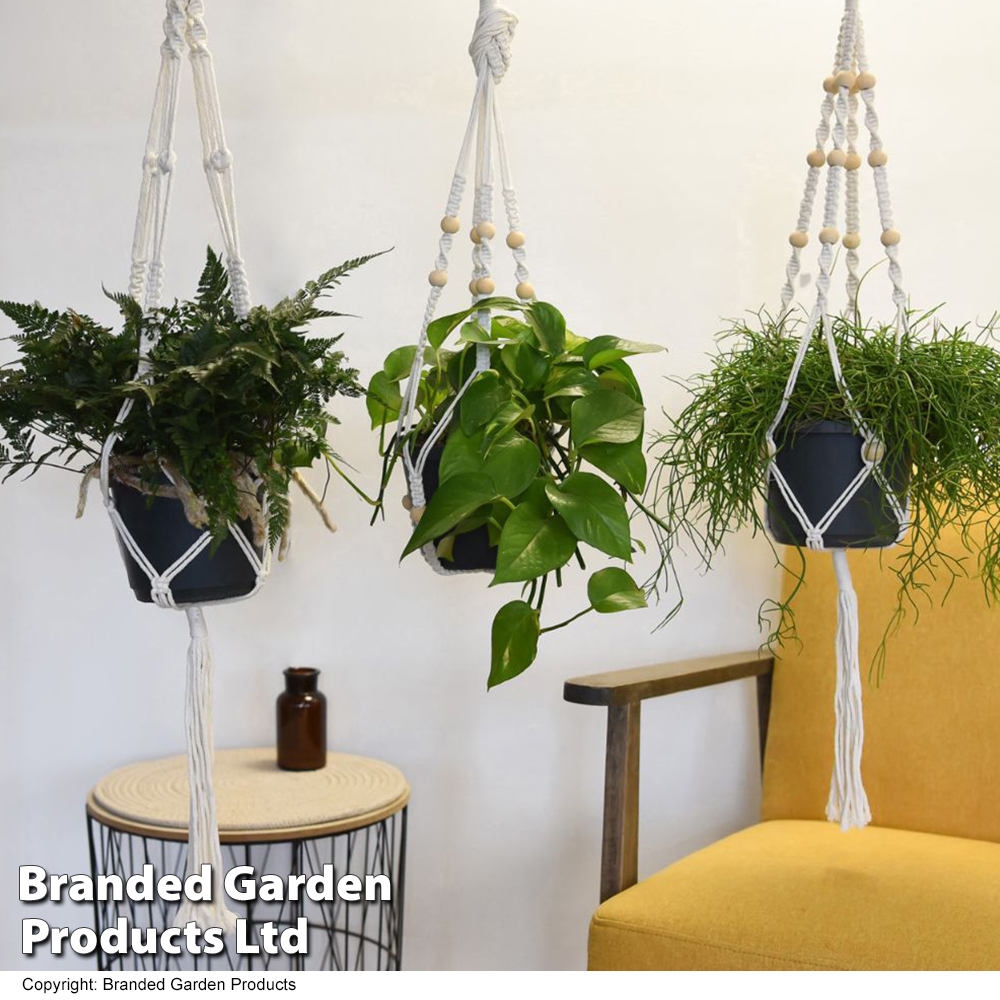 House Plants Hanging Mixed Price Comparisons | Compare The Build