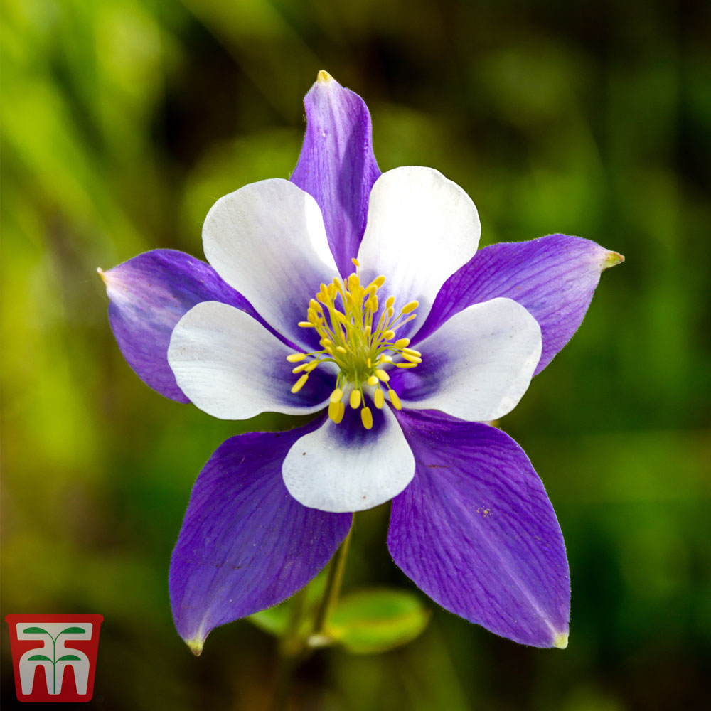 Aquilegia 'Blue Star' Price Comparisons | Compare The Build