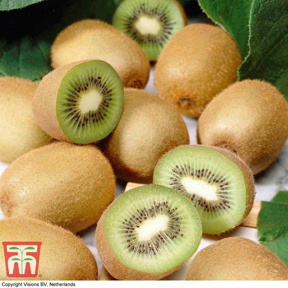 Kiwi 'Jenny' Price Comparisons | Compare The Build