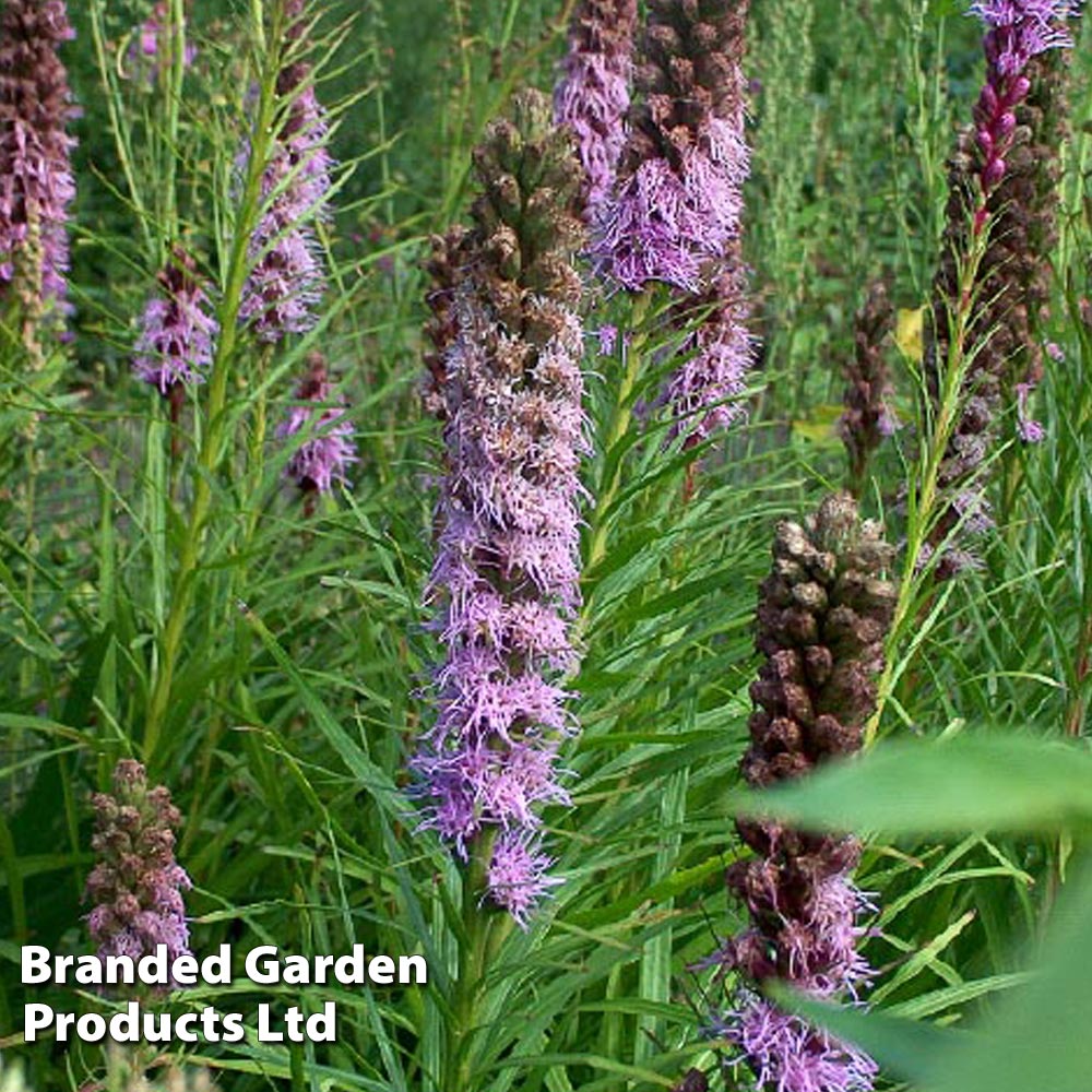 Liatris spicata 'Floristan Violet' Price Comparisons | Compare The Build