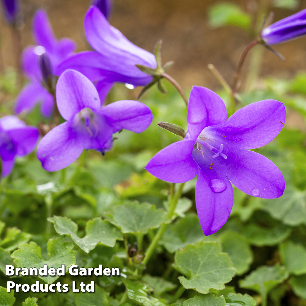 Campanula 'Resholt Variety' | Compare The Build